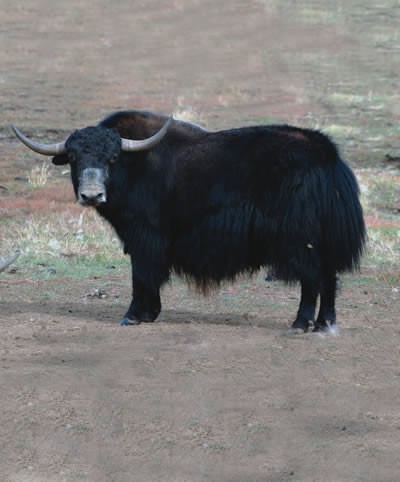yak