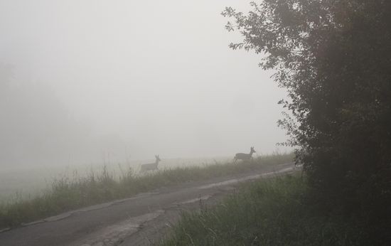 IMG_0084