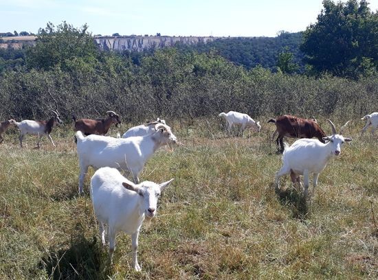 2019_07_25 beh z prace na Kalu