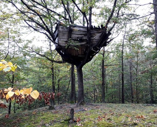 2019_10_04 skrys na strome