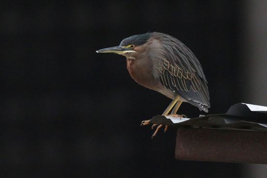 Striated heron