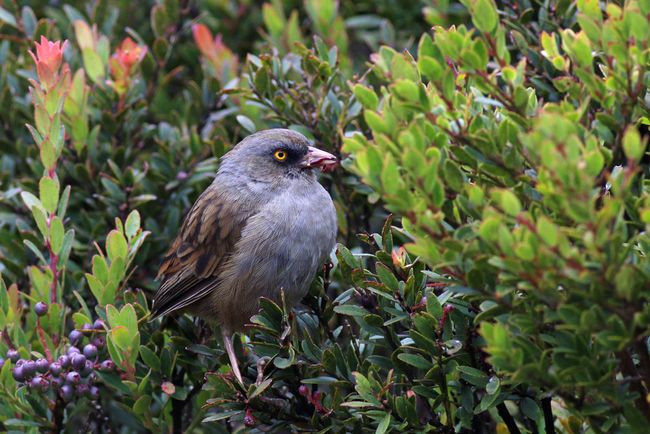 volcano junco