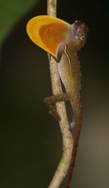 anolis osa 2