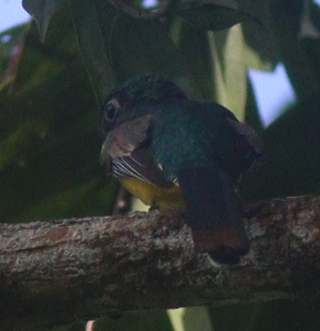 trogon cernohrdly samec