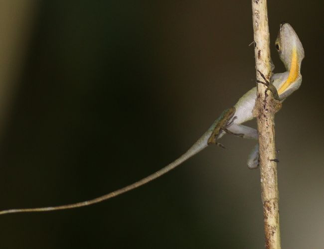 anolis osa 3