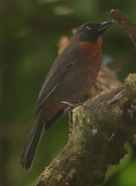tangara kostaricka