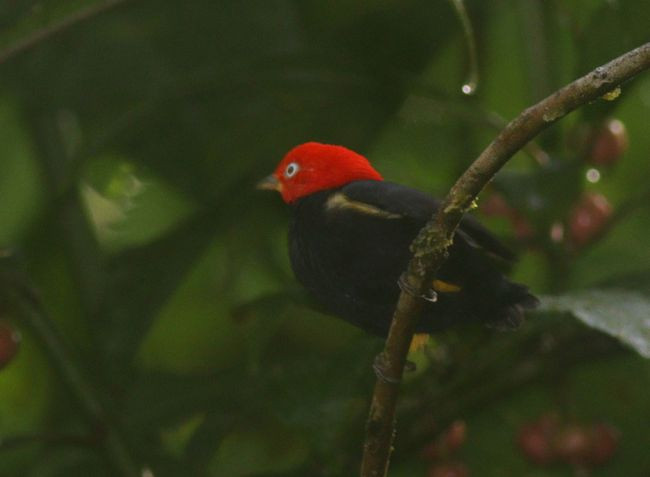 pipulka cervenohlava