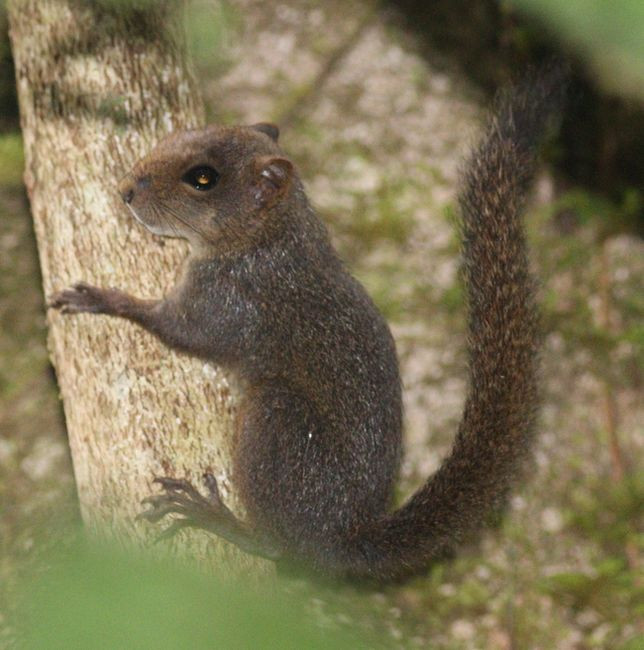vevericka stredoamericka