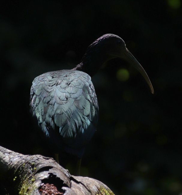 Ibis Lesn