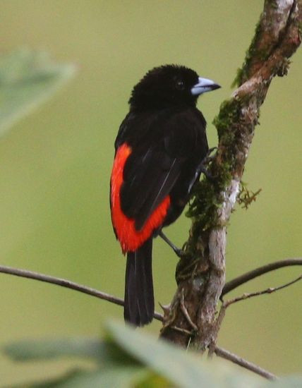 Ramphocelus passerinii