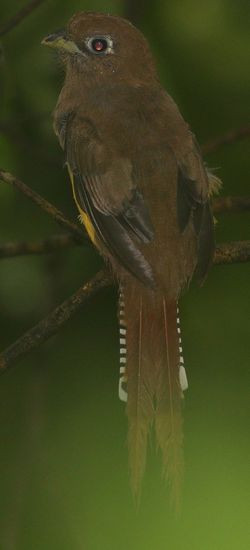 Trogon ernohrdl
