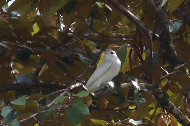 yellow-billed cotinga-jMG_2705