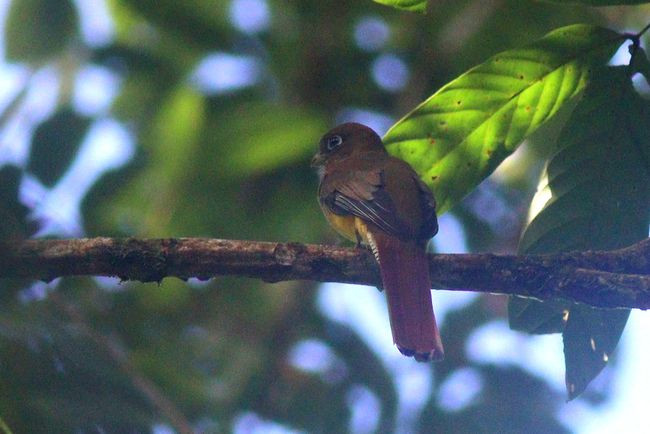 black-throated trogon-jMG_1835