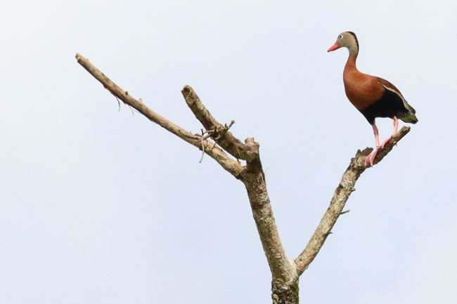 _black-bellied whistling-duck-