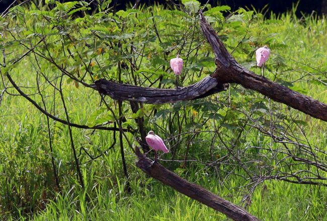 _roseate spoonbill-jMG_2733
