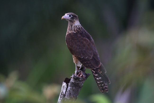 _yellow-headed caracara-IMG_95