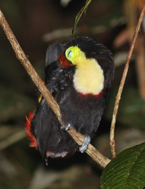 _yellow-throated toucan-jMG_17