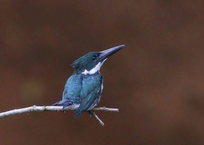 amazon kingfisher-jMG_1285