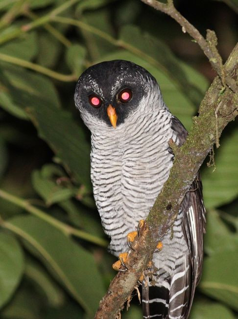black-and-white owl-jMG_2229