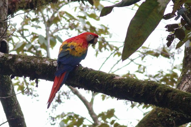 scarlet macaw-jMG_1197