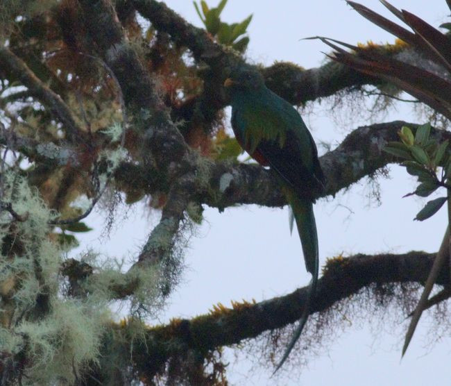 4-162-resplendent quetzal-jMG_