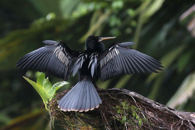 5-050-_anhinga-mMG_7165