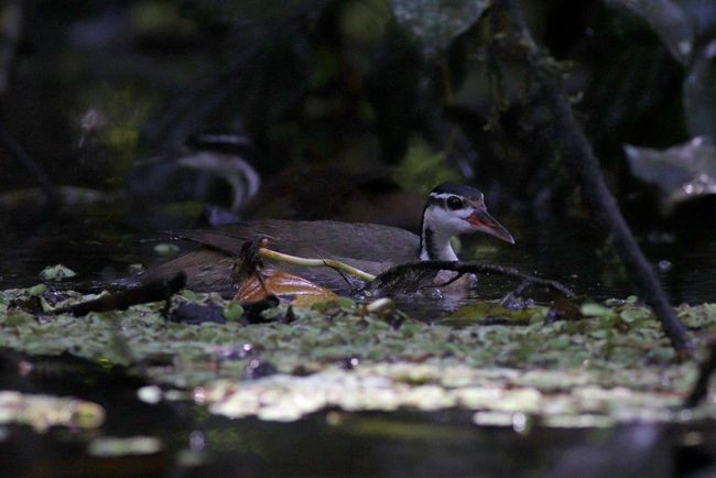 5-067-sungrebe-mMG_7372
