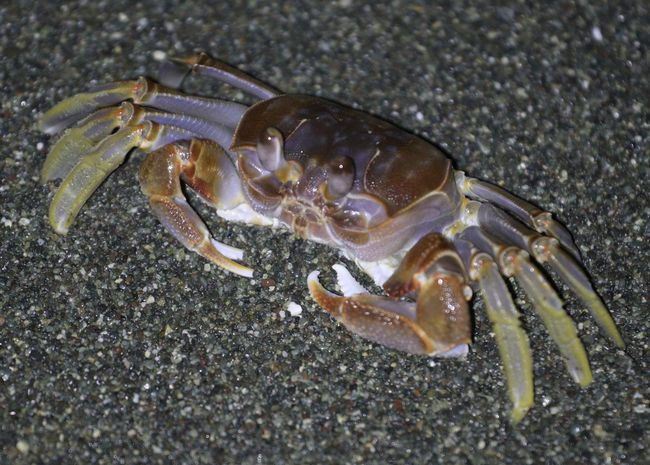 ghost crab