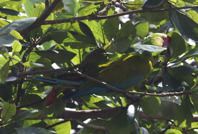 5-004-great green macaw-mMG_67