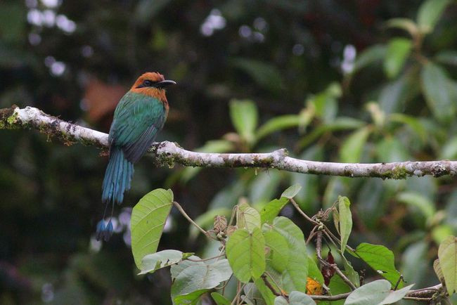 6-019-broad-billed motmot-mMG_