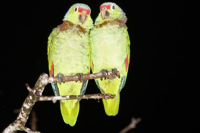 4-057-red-lored parrot-jMG_354