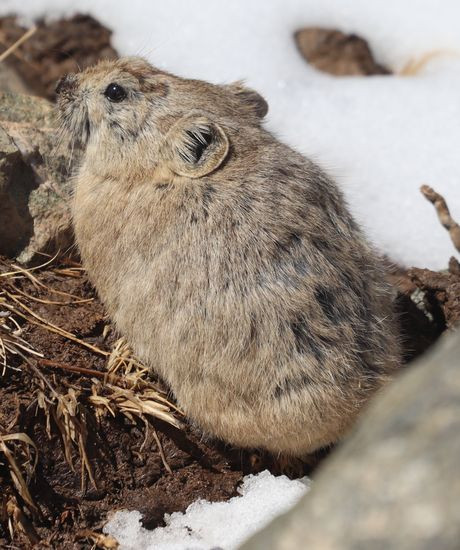 pika