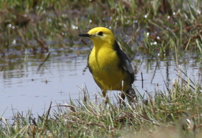 zv konipas citronovy