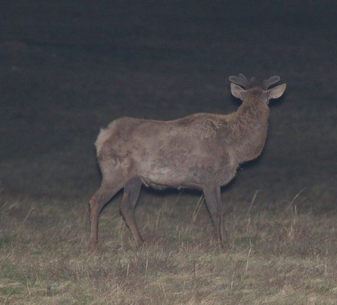 zv wapiti 4