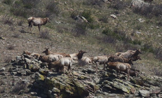 zv wapiti