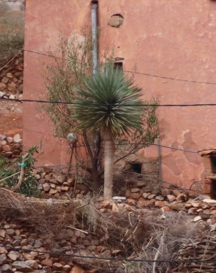 dracena