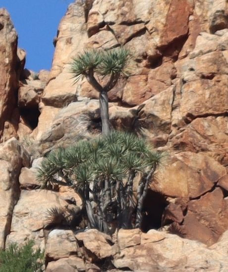 dracena2