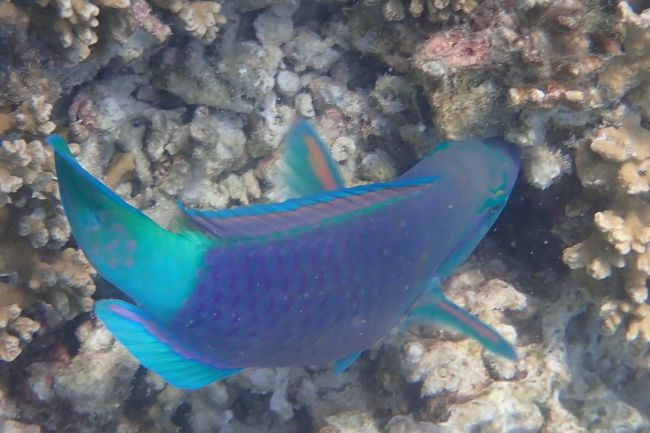 P3100347