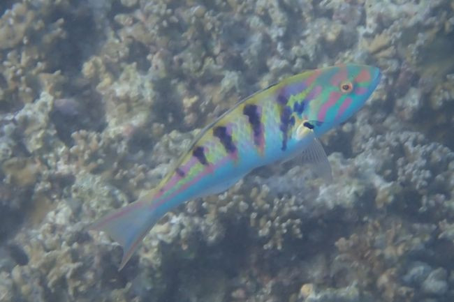 P3100374