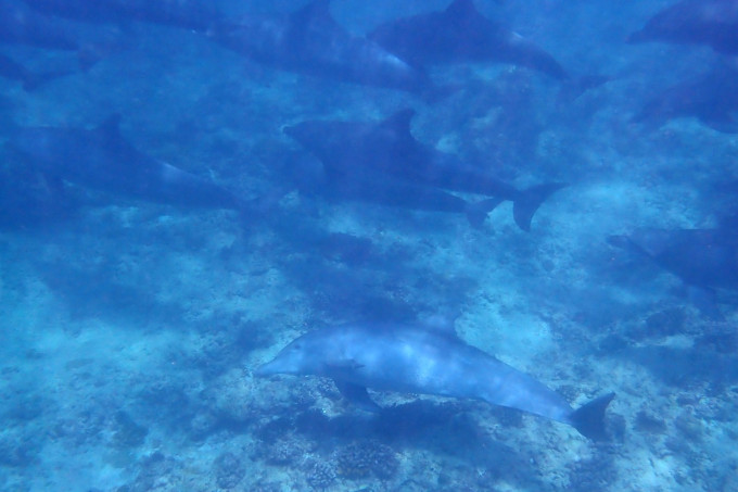 delfini