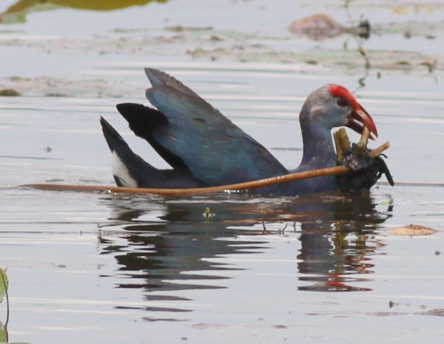 swamphen