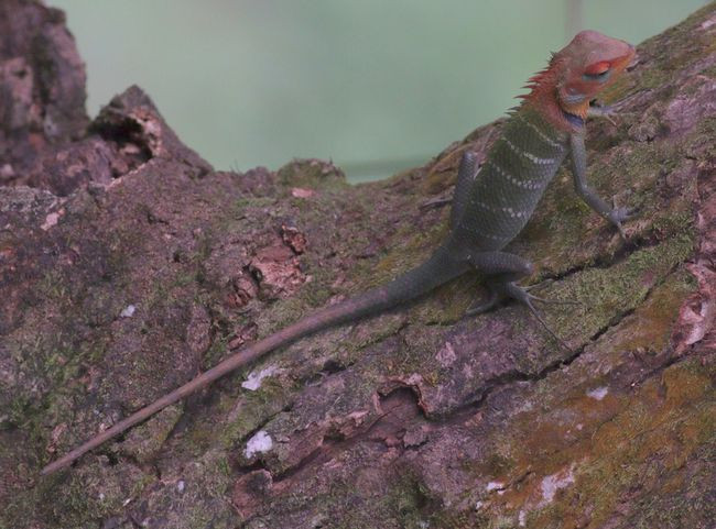 0lepojesterzeleny2