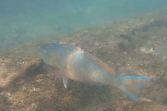 P3243045