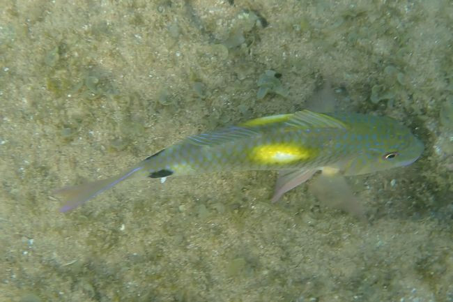 P3243049