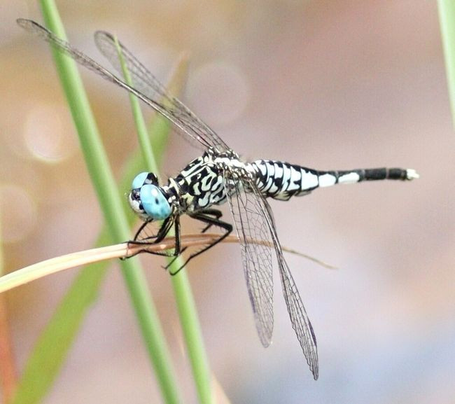 acisoma