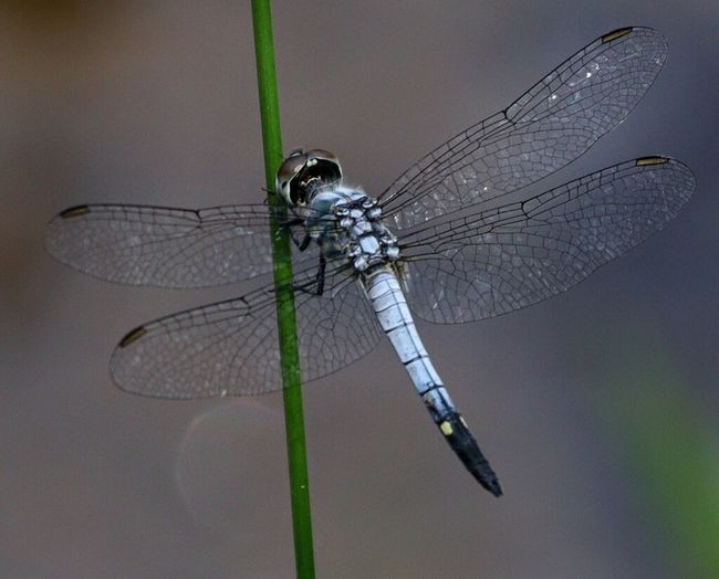 brachydiplax