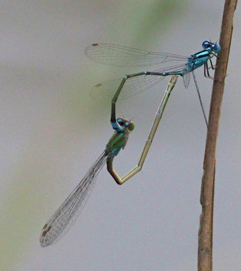 pseudagrion
