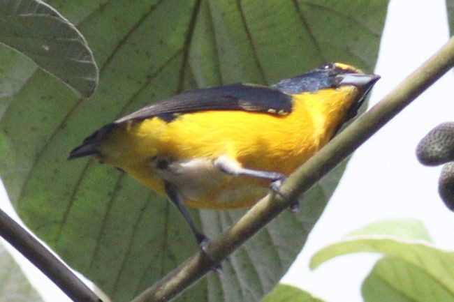 euphonia