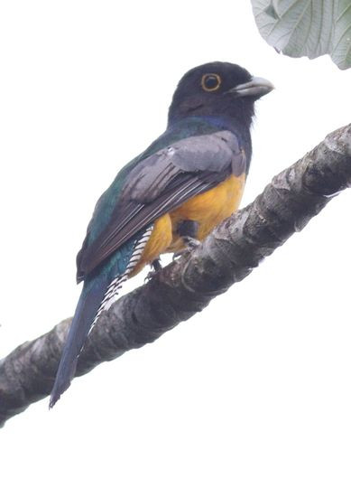 trogon