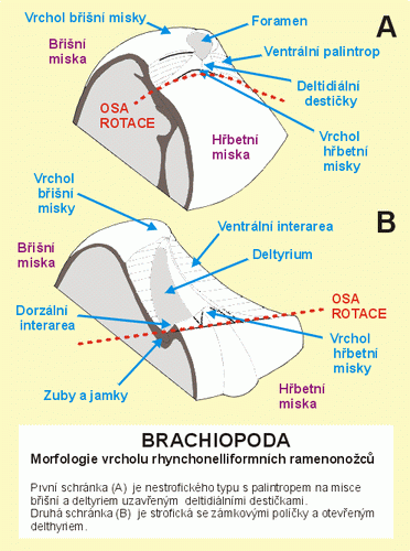 morfologie01
